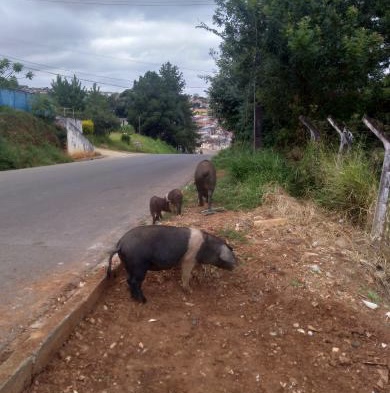 Sextou? Família de porcos dá umas vortiadas pelas bandas do Sabará