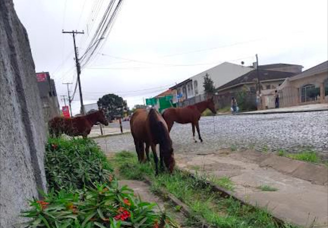 Mais um flagra de cavalos soltos pelas ruas de Ponta Grossa