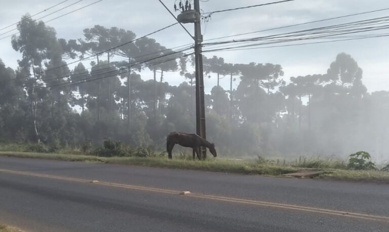ATENÇÃO MOTORISTAS: Cavalo solto na Siqueira Campos em trecho com neblina!