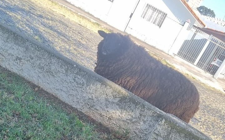 Ovelha fujona!