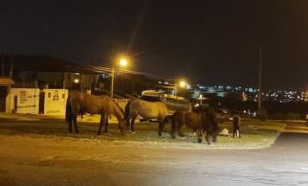 Alerta: Mais um flagra de cavalos soltos nas ruas