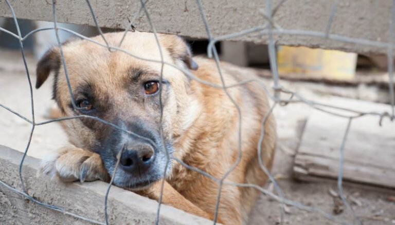 Bora dar uma força? SOS Bichos precisa de doações para não deixar os animais passarem fome em Ponta Grossa!