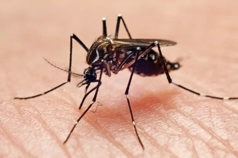 Saúde confirma 6.889 novos casos e seis óbitos por dengue