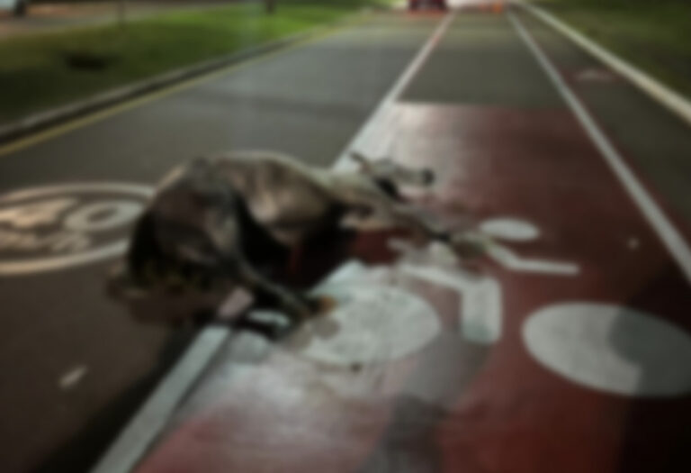 Colisão drástica entre carro e cavalo se repete na Dom Geraldo Pellanda!