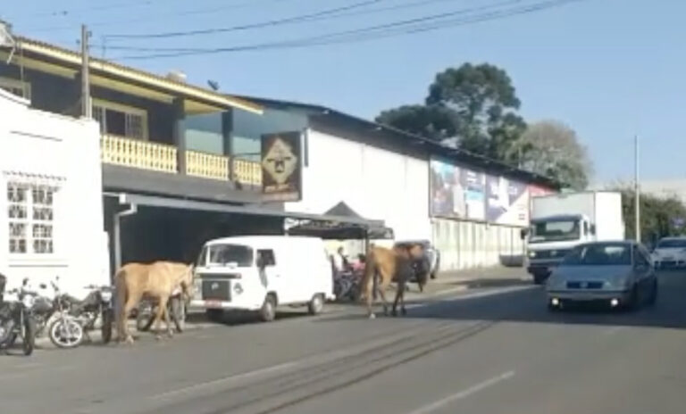 Absurdo urbano: Cavalos desafiam o trânsito na movimentada Avenida Carlos Cavalcanti!