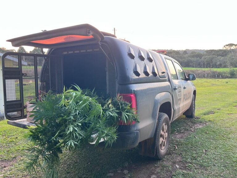 INACREDITÁVEL: Polícia Civil de Teixeira Soares descobre plantação  de 283 pés de maconha