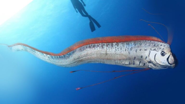 Fim dos tempos? Famoso ‘Peixe do Fim do Mundo’ volta a aparecer na superfície da Terra