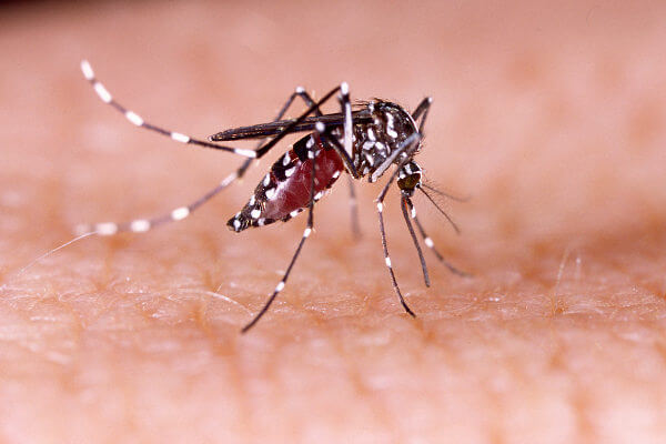 Quinto caso de dengue é confirmado em PG, confira: