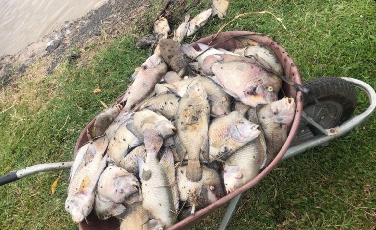 Odor, peixes mortos e sujeira chamam a atenção no Lago de Olarias
