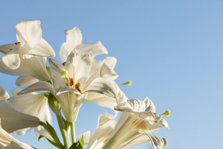 Você sabe o que coroas de flores simbolizam em velórios?