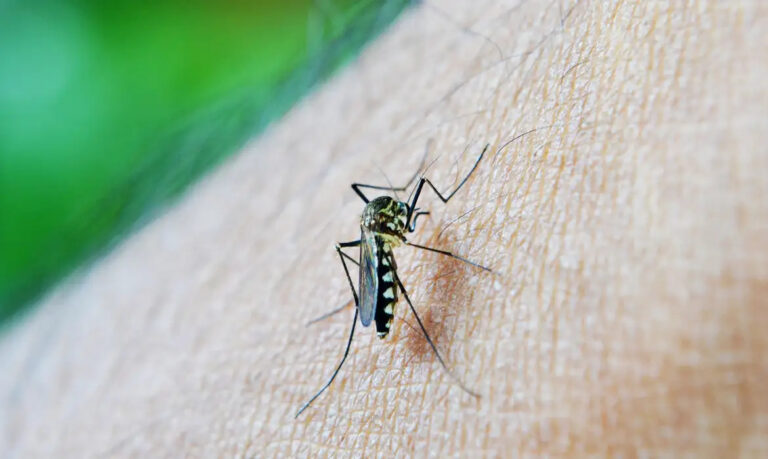 Paraná é o 4º estado com maior número de casos prováveis de dengue