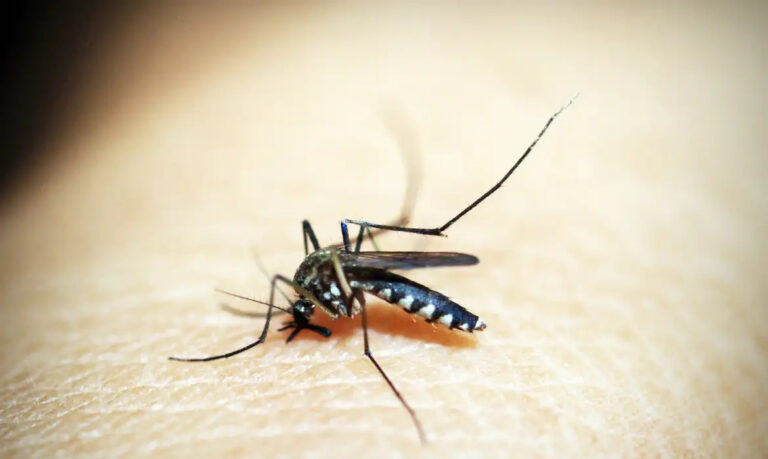 Brasil tem quase mil mortes por dengue em investigação
