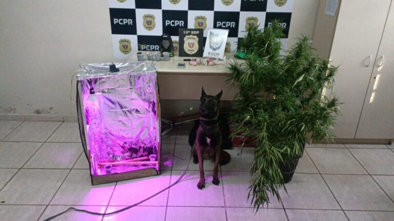 PCPR e GCM prendem em flagrante três suspeitos por tráfico de droga na Vila Mariana