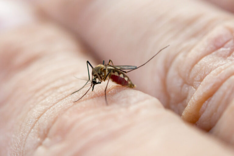 Brasil ultrapassa 5 milhões de casos prováveis de dengue