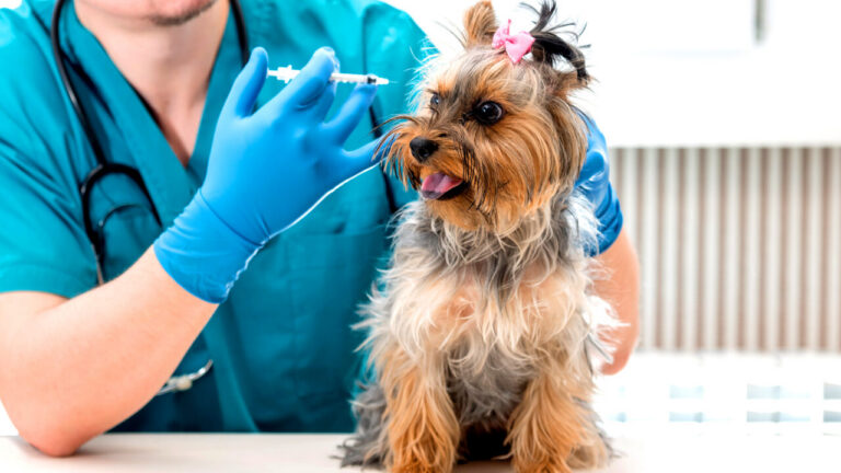 Vacinação de Cães e Gatos: Um Ato de Responsabilidade que Salva Vidas
