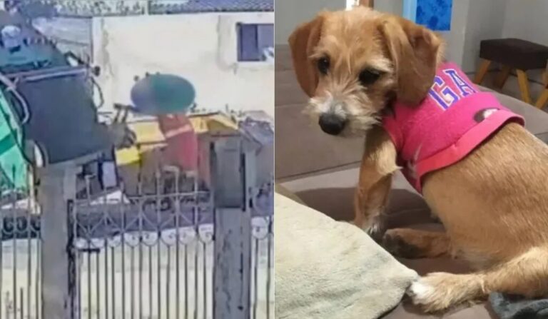 Funcionários da coleta de lixo são indiciados por maus-tratos a animal em Ponta Grossa