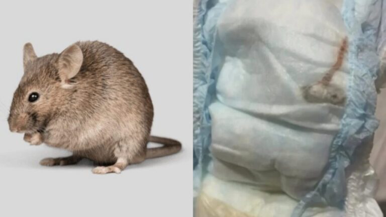 Rato morto é encontrado dentro de fralda de bebê de um mês