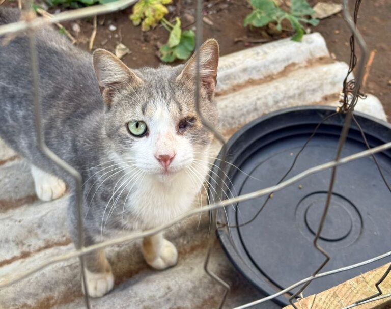 Dois homens são indiciados pelo crime de maus tratos contra doze animais