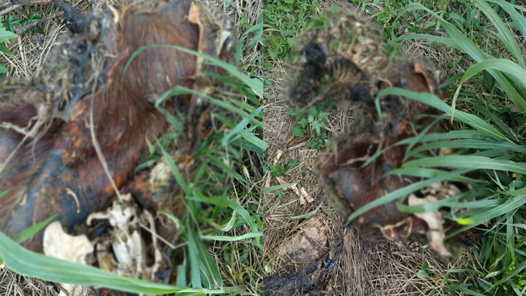 Polícia Civil investiga morte de capivara encontrada no Lago de Olarias