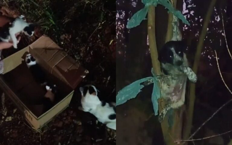 Morador denuncia abandono recorrente de animais no Santa Tereza, em Ponta Grossa