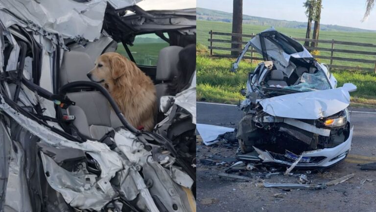 Motorista de Ponta Grossa e cachorro sobrevivem a grave acidente na PR-441
