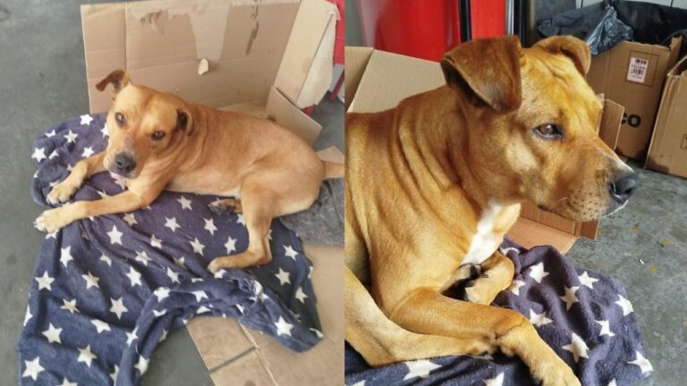 Cachorro comunitário é atropelado duas vezes e mobiliza campanha solidária em PG