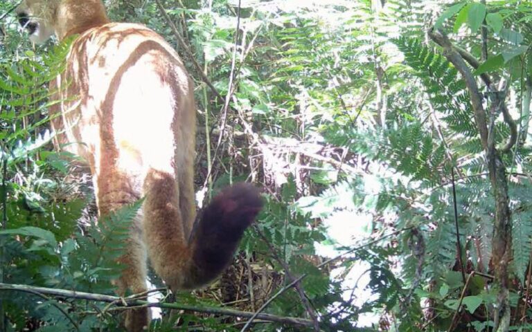 Onça-parda é registrada pela primeira vez no Parque Estadual do Rio Guarani