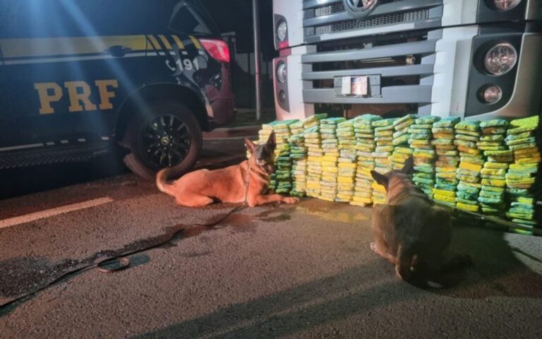 PRF apreende quase meia tonelada de drogas com apoio de cães farejadores no Paraná