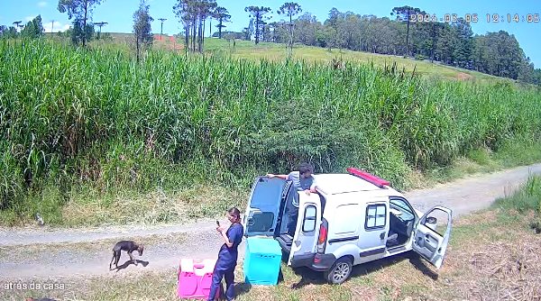 Polícia Civil investiga caso envolvendo manejo de cães que repercutiu em Ponta Grossa