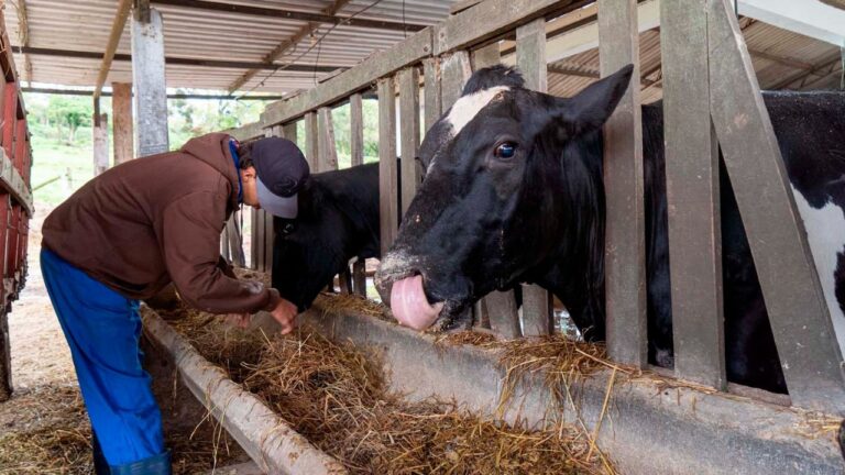 Colégio agrícola de Castro atinge receita milionária com produção no ensino técnico