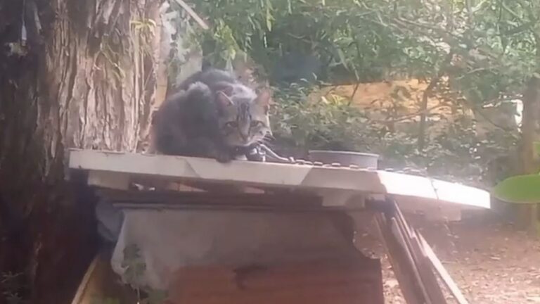 Polícia resgata quatro gatos acorrentados em casa no bairro Neves