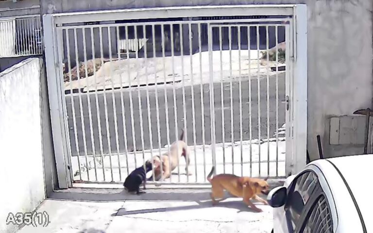 Polícia Civil responsabiliza tutor de pitbull que atacou cães em Ponta Grossa
