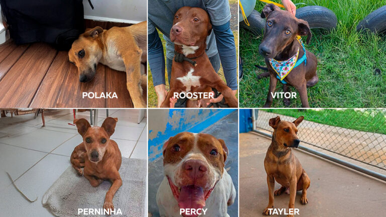 Uvaranas terá Feira de adoção canina neste fim de semana
