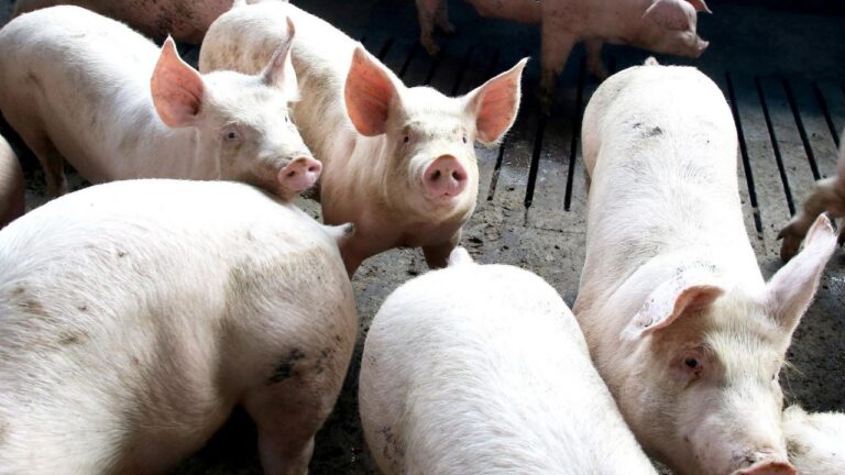Paraná lidera fornecimento de carne suína para o mercado nacional pelo 8º ano seguido
